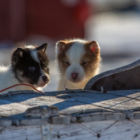 Erfaren Mekaniker med speciale i el- og hybridteknologi